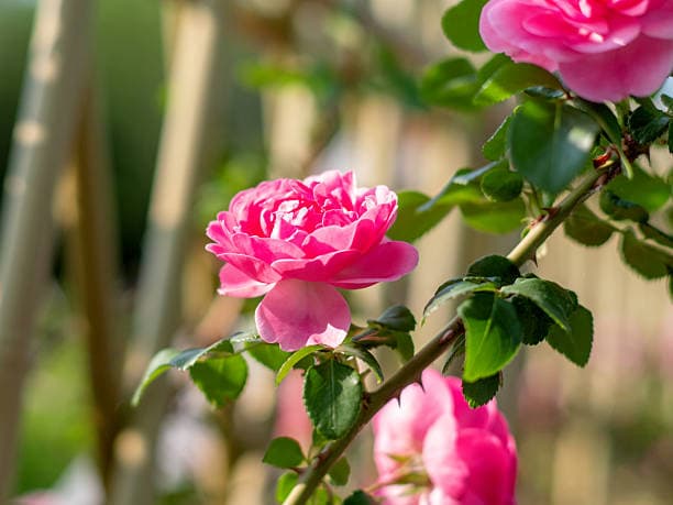 Ornamental Garden